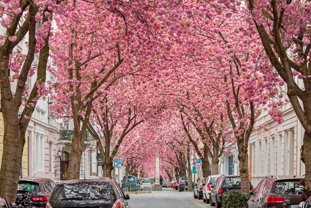 Cherry blossom-lined street in Bonn